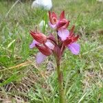 Anacamptis papilionacea Цвят