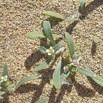 Lobularia libyca Flor