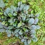 Ajuga reptansBlad