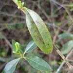 Ligustrum vulgare पत्ता