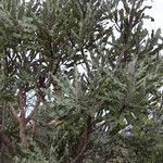 Banksia menziesii Habit