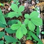 Panax quinquefolius Blad