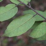 Ficus sur Hoja