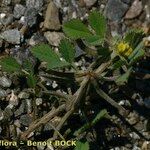 Medicago monspeliaca Habit