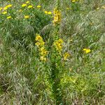 Verbascum creticum Elinympäristö