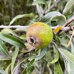 Pyrus salicifolia Fruit