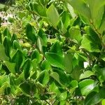 Ligustrum japonicum 葉