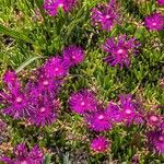 Delosperma cooperiBlomst