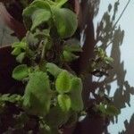 Plectranthus amboinicus Leht