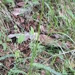 Dactylorhiza fuchsii Hábito