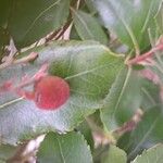 Arbutus × andrachnoides Frukto