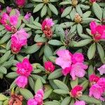Rhododendron argyrophyllum عادت