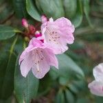 Rhododendron selense Virág