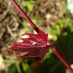 Ipomoea tiliacea 葉