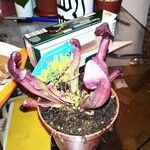 Sarracenia psittacina Yaprak