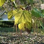 Catalpa ovata List