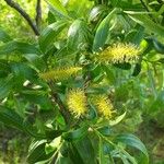 Salix babylonica Квітка