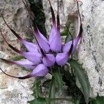 Physoplexis comosa 花