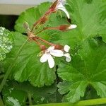 Pelargonium odoratissimum Flower