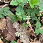 Potentilla sterilis ഇല