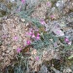 Dianthus lusitanus Habit