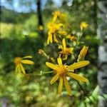 Senecio nemorensis Blomst