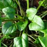 Cochlearia officinalis Leaf