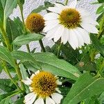 Echinacea pallida Облик