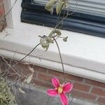 Clematis texensis Flower