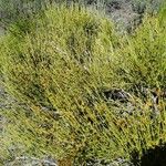 Ephedra viridis Leaf