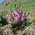 Calluna vulgarisFlower