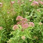 Eupatorium cannabinumKvět