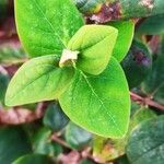 Hypericum × inodorum Leaf