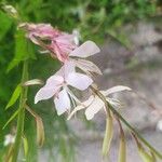 Oenothera gaura പുഷ്പം