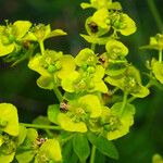 Euphorbia esula Flower