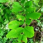 Robinia pseudoacacia Leaf