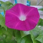 Ipomoea tricolor Flor