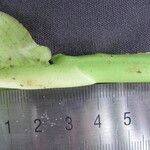 Rhodospatha osaensis Other