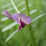 Vicia sativaᱵᱟᱦᱟ