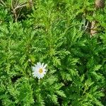 Argyranthemum pinnatifidum 花