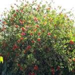 Callistemon citrinusЦветок