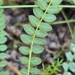 Ornithopus perpusillus Leaf