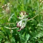 Fumaria bicolor 花