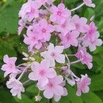 Phlox glaberrima ফুল