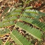 Peltophorum africanum Leaf
