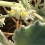 Chrozophora tinctoria Květ