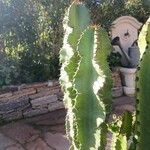 Euphorbia abyssinica Hoja