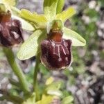 Ophrys aranifera Bloem