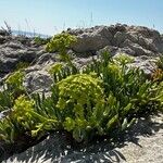 Crithmum maritimumപുഷ്പം