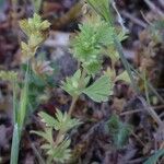 Alchemilla australis पत्ता